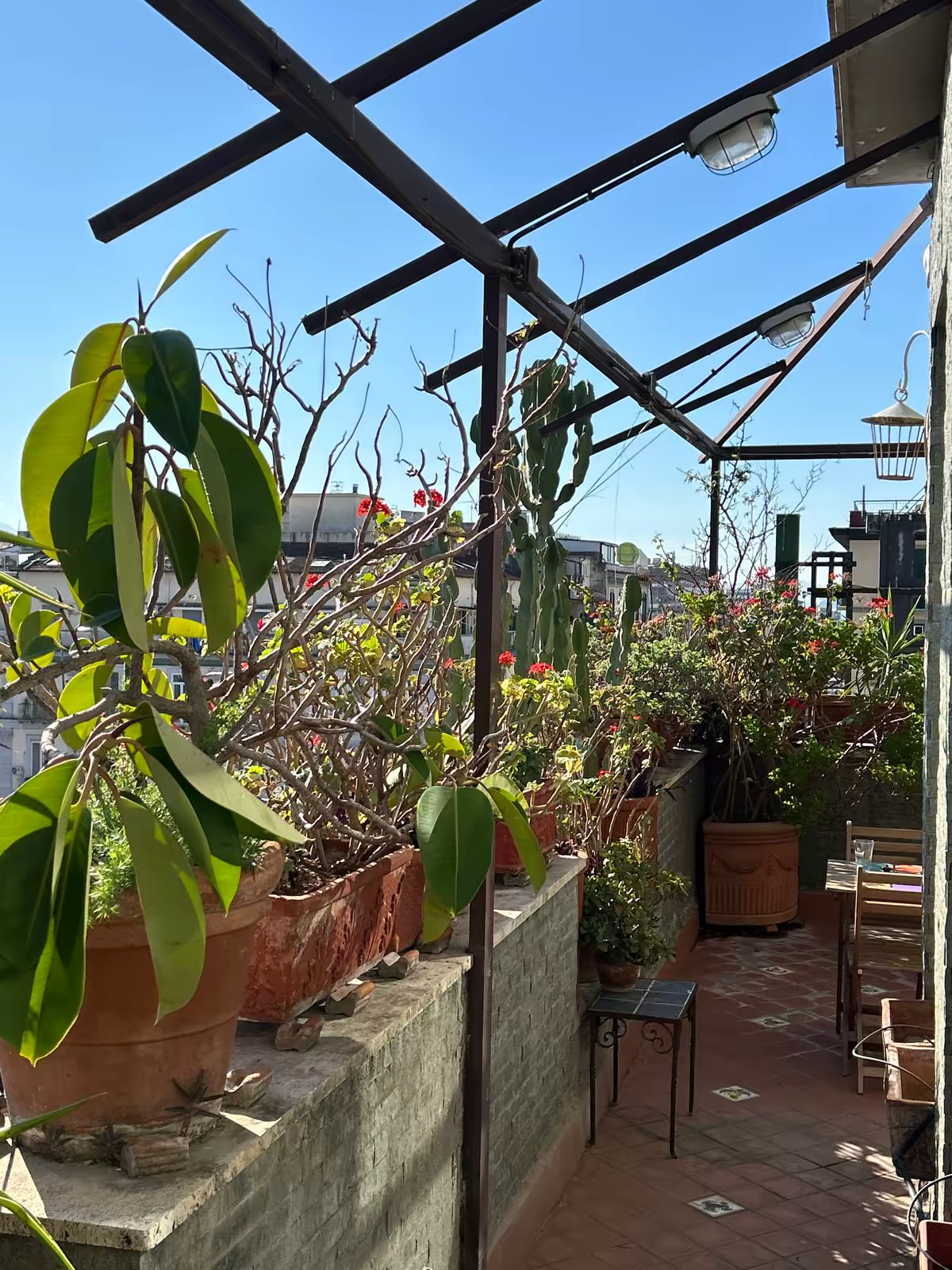 Roof Garden Image 11