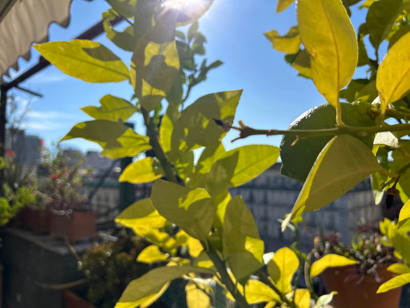 Roof Garden Image 8